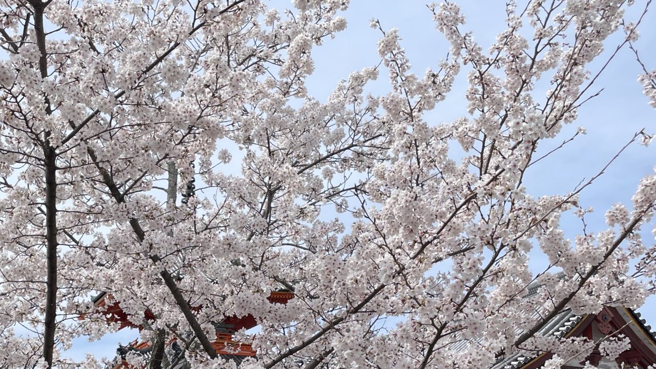 清水寺の桜